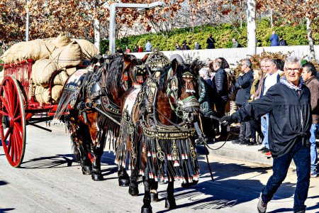 Photo for Igualada, Barcelona, January 21, 2024: Traditional festival of Sant Antoni Abad, Los Tres Tombs de Igualada. 202nd edition of the ancient tragine guild - Royalty Free Image