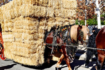 Horse parade at the festival of the three graves in Igualada, Barcelona. festivity of San Antonio