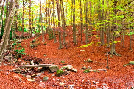 Bunte Bäume und Blätter im Herbst im Montseny Naturpark in Barcelona, Spanien