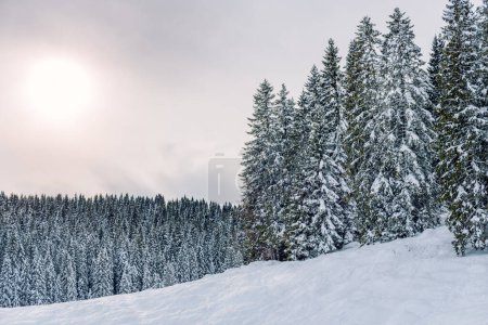Téléchargez les photos : Paysage boisé enneigé dans les montagnes avec un soleil pâle filtrant la couverture nuageuse par une journée d'hiver. Contexte naturel. - en image libre de droit