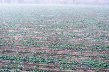 Téléchargez les photos : Cultivated field covered in freezing fog on a winter morning - en image libre de droit