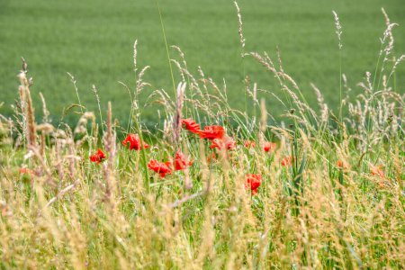 Photo for Close up of poppy flowers in a field. Selective focus. Eemshaven, Netherlands. - Royalty Free Image
