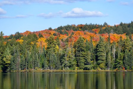 Téléchargez les photos : Arbres colorés au sommet du feuillage automnal parmi les arbres sempervirents sur la rive d'un lac par une journée d'automne ensoleillée. Réflexion dans l'eau. Parc Algonquin, ON, Canada. - en image libre de droit