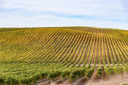 Photo for Rows of grapevines covering a hill on a partly cloudy autumn day. Napa valley, CA, USA. - Royalty Free Image