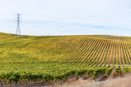 Photo for Rows of vines in a rolling landscape on a partly cloudy autumn day. Napa valley, CA, USA. - Royalty Free Image