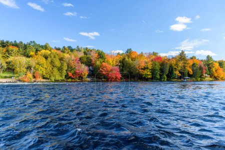 Téléchargez les photos : Rive forestière au sommet des couleurs automnales par une journée ensoleillée. Baysville, ON, Canada. - en image libre de droit
