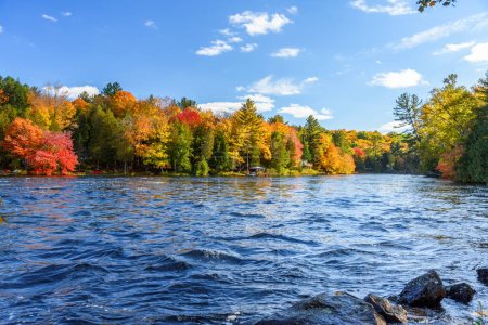 Téléchargez les photos : Bancs boisés d'une rivière au sommet des couleurs de l'automne par une journée ensoleillée. Baysville, ON, Canada. - en image libre de droit