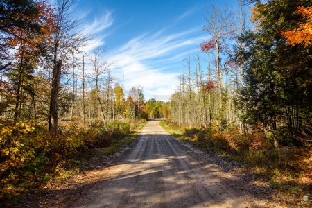 Téléchargez les photos : Route isolée non goudronnée à travers les bois par une journée ensoleillée d'automne. Ontario, Canada. - en image libre de droit