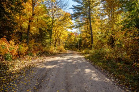 Téléchargez les photos : Routearrière de gravier videà travers une forêt automnale dense par une journée ensoleillée. Ontario, Canada. - en image libre de droit