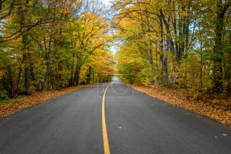 Photo for Empty straight stretch of a road running through a forest at the peak of fall foliage. Ontario, Canada. - Royalty Free Image