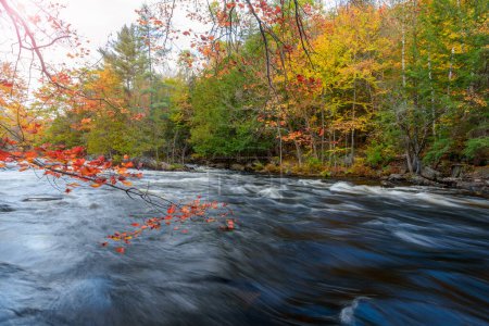 Photo for Gorgeous autumn colours along a river with fast flowing water and rapids. Oxtongue River, ON, Canada. - Royalty Free Image