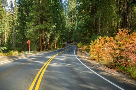Téléchargez les photos : Vide route sinueuse à travers une forêt de séquoias par une journée ensoleillée d'automne. Parc national de Sequoia, Californie, États-Unis. - en image libre de droit