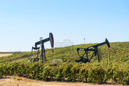 Photo for Pumpjacks extracting petroleum in a vineyard in California on a clear autumn day. Bakersfield, CA, USA. - Royalty Free Image