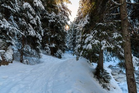 Photo for Empty snow covered path running alongside an alpine creek in a dense pine forest at sunset in winter - Royalty Free Image