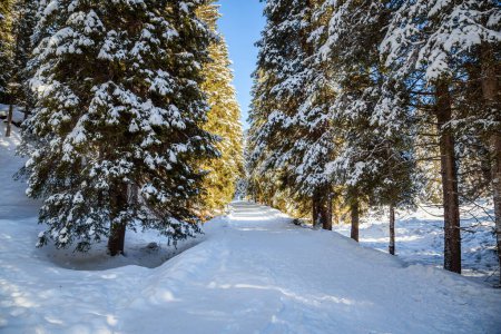 Foto de Camino de montaña cubierto de nieve desierta bordeado de pinos en un día soleado de invierno - Imagen libre de derechos