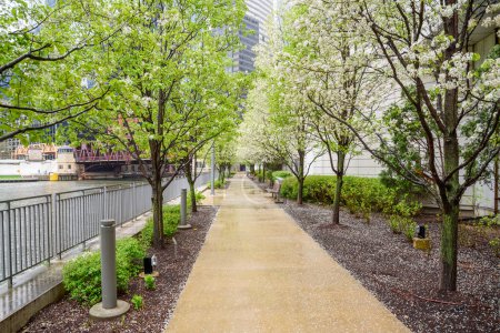 Deserted riverside footpath lined with trees in blossom and wooden benches on a rainy spring day. Chicago, IL, USA.