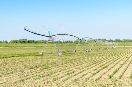 Téléchargez les photos : Système d'irrigation pivot dans un champ de maïs par un jour de printemps clair - en image libre de droit