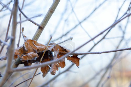 Photo for Close up of leaves and twigs covered with hoar frost on a winter morning. Selective focus. - Royalty Free Image
