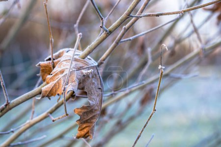 Photo for Close up of a frosty dry leaf lying on twigs on a winter morning. Selective focus. - Royalty Free Image