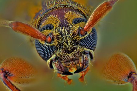 Foto de Fotografía macro extrema de un pequeño escarabajo. Múltiples imágenes tomadas usando el carril de enfoque y apiladas usando el software de enfoque Helicon - Imagen libre de derechos