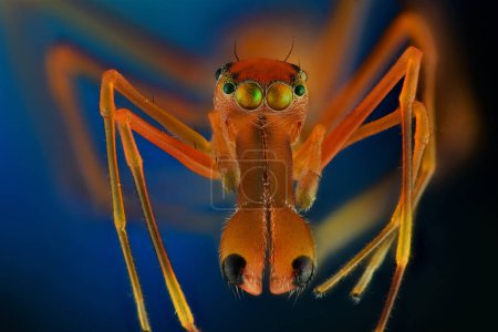Foto de Macro fotografía extrema de una hormiga imitando araña. Múltiples imágenes tomadas usando el carril de enfoque y apiladas usando el software de enfoque Helicon - Imagen libre de derechos