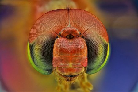 Foto de Fotografía macro extrema de una mosca dragón. Múltiples imágenes tomadas usando el carril de enfoque y apiladas usando el software de enfoque Helicon. - Imagen libre de derechos