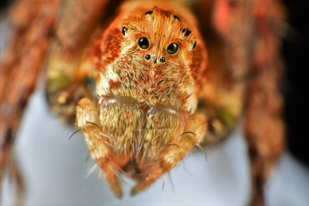 Foto de Fotografía macro extrema de una araña saltadora. Múltiples imágenes tomadas usando el carril de enfoque y apiladas usando el software de enfoque Helicon. - Imagen libre de derechos