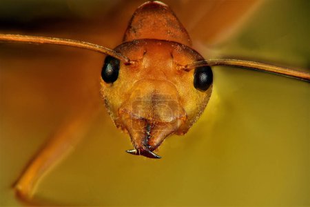 Foto de Fotografía macro extrema de una hormiga roja. Múltiples imágenes tomadas usando el carril de enfoque y apiladas usando el software de enfoque Helicon. - Imagen libre de derechos