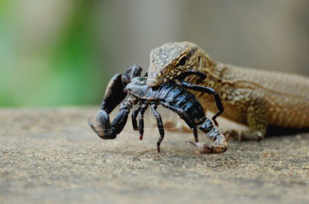 Foto de Iguana mató a un escorpión y lo llevó a comer tranquilamente.. - Imagen libre de derechos