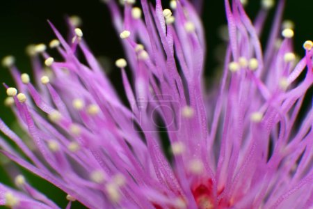 Mimosa pudica kwiat - zdjęcia z bliska