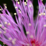 Mimosa pudica flower - close up photography