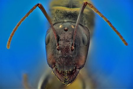 Foto de Cabeza de hormiga - macrofotografía extrema. - Imagen libre de derechos