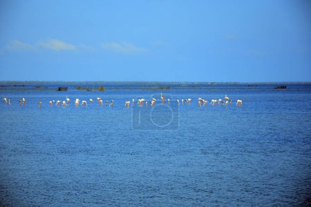 Foto de Flamencos en la laguna de Mannar Sri Lanka. - Imagen libre de derechos