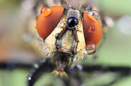 Foto de Macro de una mosca en la naturaleza. Macro fotografía de insectos. - Imagen libre de derechos