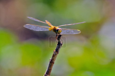 Libélula en una rama en el bosque. Macro fotografía de libélula