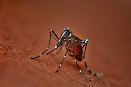A mosquito on the skin of human, closeup of photo
