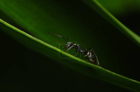 Foto de Hormiga negra en una hoja - macrofotografía. - Imagen libre de derechos