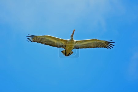 Foto de Pelícano en vuelo contra el cielo azul - fotografía de aves. - Imagen libre de derechos