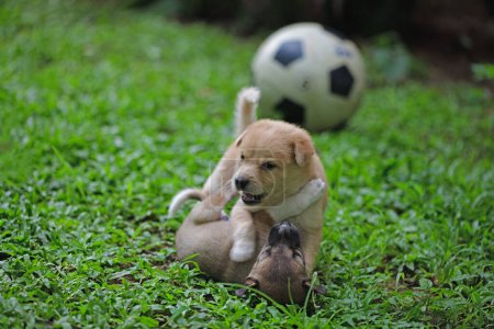 Foto de Dos lindos cachorros jugando en el jardín capturados en Galle Sri Lanka. - Imagen libre de derechos