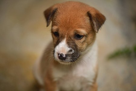 Foto de Cachorro adorable marrón y blanco sentado mirando algo tristemente. .- Fotografía de mascotas en Galle Sri Lanka. - Imagen libre de derechos