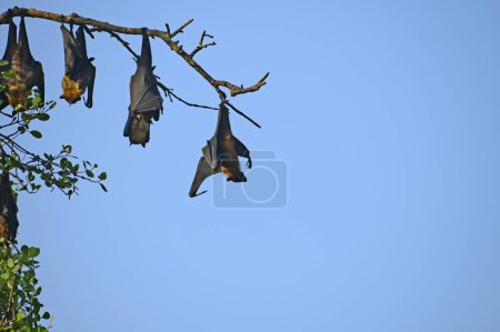 Foto de Murciélagos de frutas de Sri Lanka descansando sobre un árbol contra el cielo azul durante el día capturados en Galle Sri Lanka. - Imagen libre de derechos