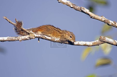 Foto de Ardilla marrón en una rama de un árbol muerto arrastrándose hacia adelante en Galle Sri Lanka. - Imagen libre de derechos