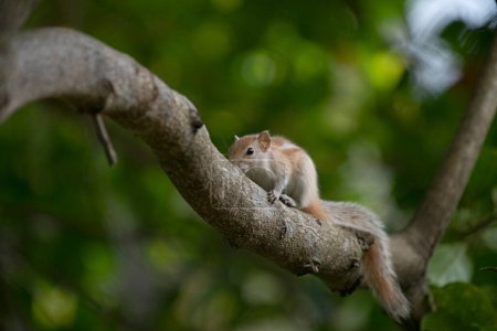 Photo for A squirrel nimbly climbs a tree branch, its claws digging into the bark. - Royalty Free Image