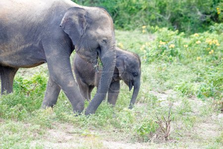Foto de Una elefante madre y su cría caminan a través de un campo verde capturado en el Parque Nacional Yala Sri Lanka. - Imagen libre de derechos