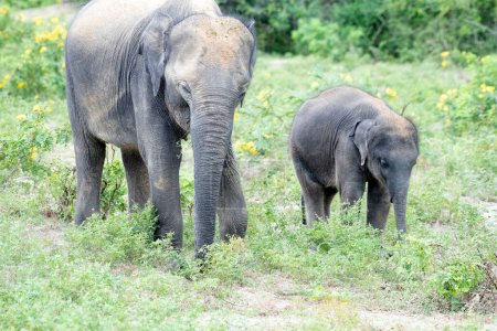 Foto de Una elefante madre y su cría caminan a través de un campo verde, sus troncos balanceándose en la brisa capturados en el Parque Nacional Yala Sri Lanka. - Imagen libre de derechos