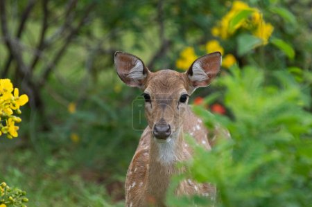 Foto de Ciervo joven mirando a la cámara - capturado en el Parque Nacional Yala Sri Lanka. - Imagen libre de derechos