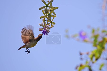 Foto de Néctar chupador de hembras de pájaro solar morado revoloteando en el aire - Fotografía de aves en Galle Sri Lanka. - Imagen libre de derechos