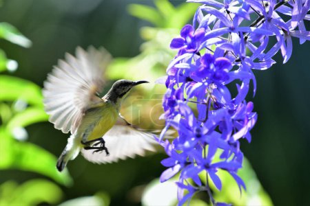 Foto de Púrpura pájaro solar rumiado hembra flotando delante de una flor tratando de chupar el néctar con su pico largo. - Imagen libre de derechos