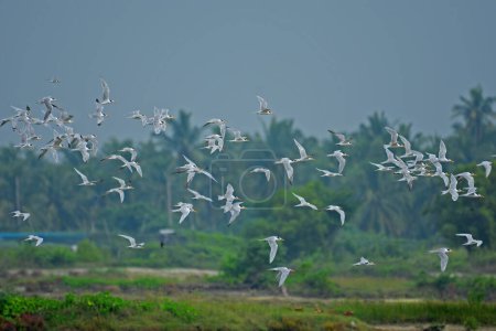 Foto de Gran bandada de pequeñas gaviotas en vuelo capturadas en Puttalam Sri Lanka. - Imagen libre de derechos