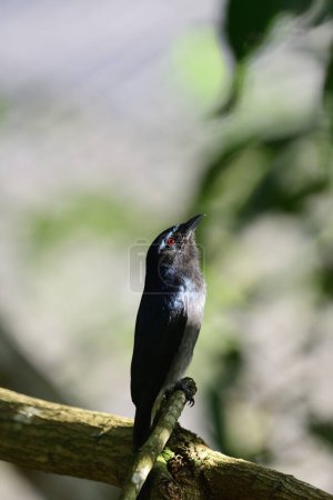Foto de Dicrurus caerulescens es una especie de drongo de la familia Dicruridae.. - Imagen libre de derechos
